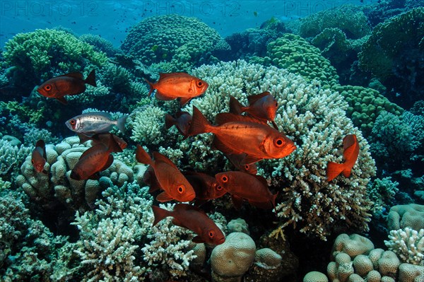 Shoal of Common Bigeye