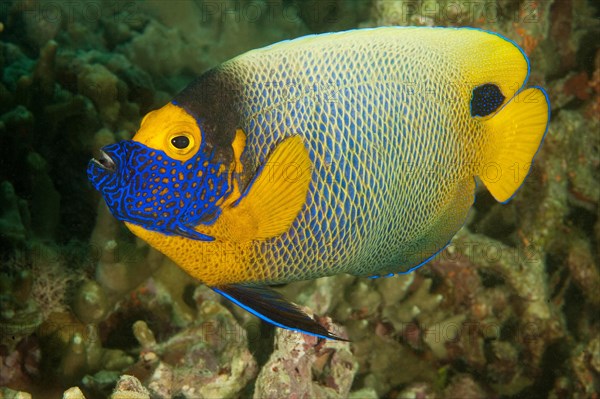 Blueface Angelfish