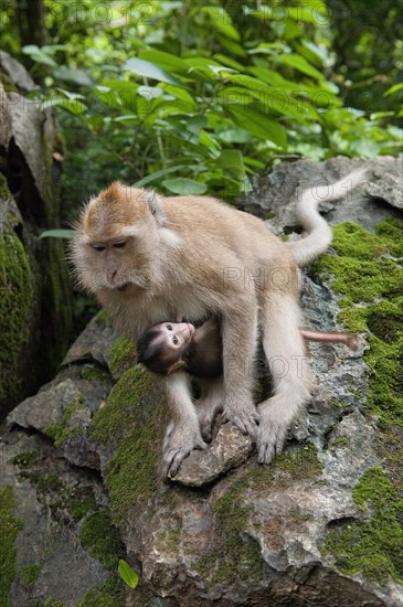 Female Crab-eating macaque