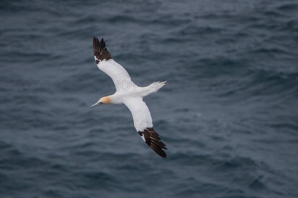 Flying Northern gannet