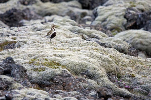 European golden plover