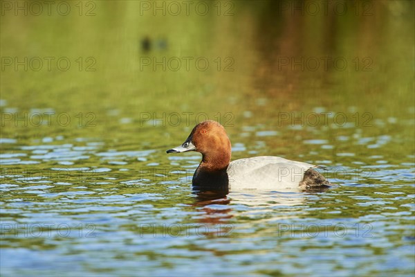 Common pochard