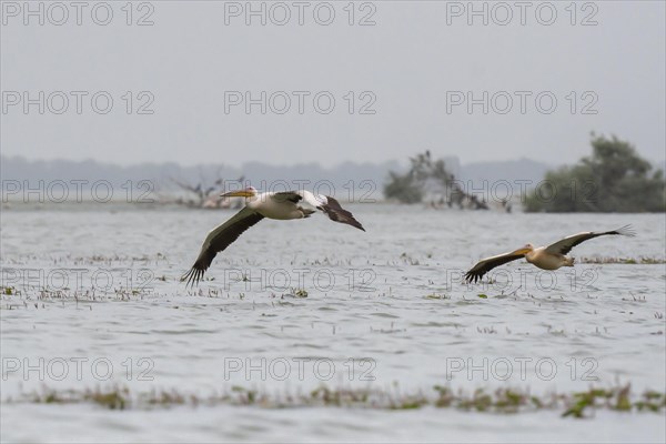 Dalmatian pelican