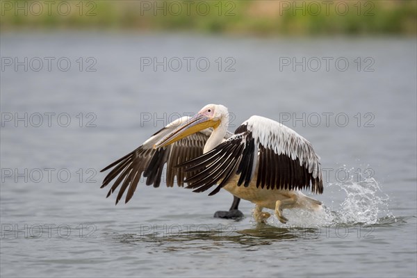 Dalmatian pelican