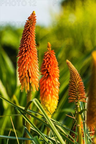 Red Hot Poker