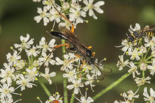 Pimpla rufipes