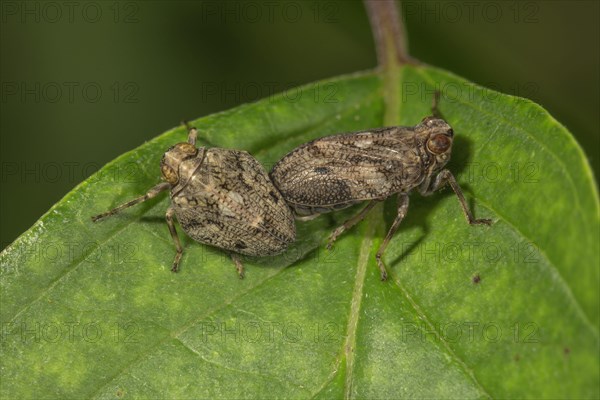 Issus coleoptratus