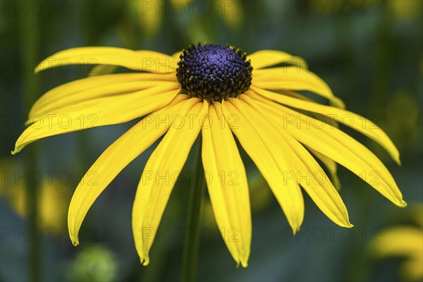 Black-eyed Susan