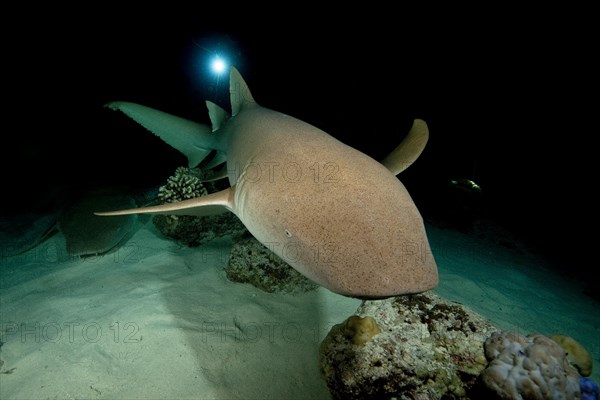 Nocturnal Tawny nurse shark