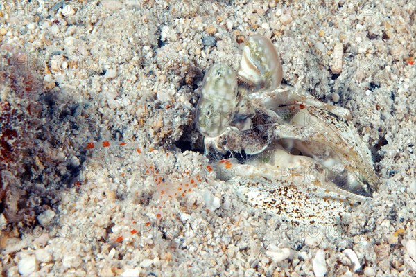 Spear mantis shrimp