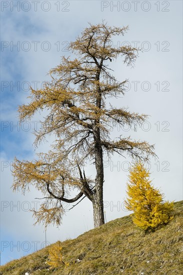 Autumn coloured larch