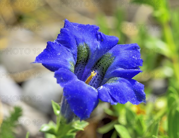 Flowering Stemless gentian