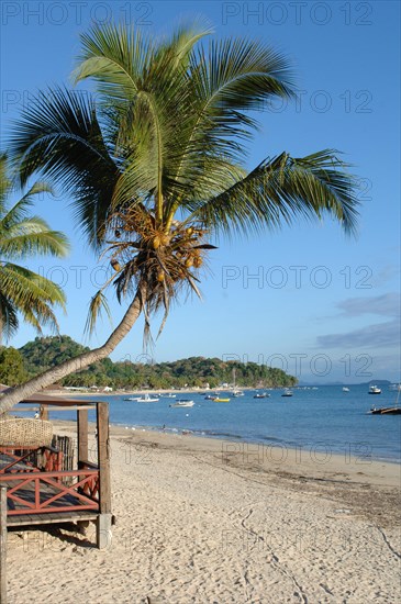 Coconut palm