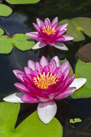 Pink Water lilies