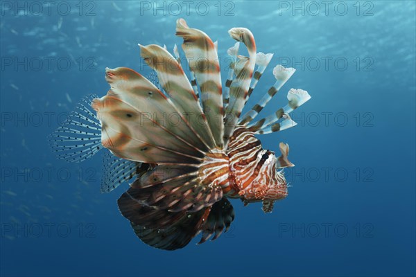 Indian lionfish