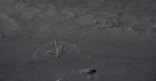 Grass with arch structure in black lava sand