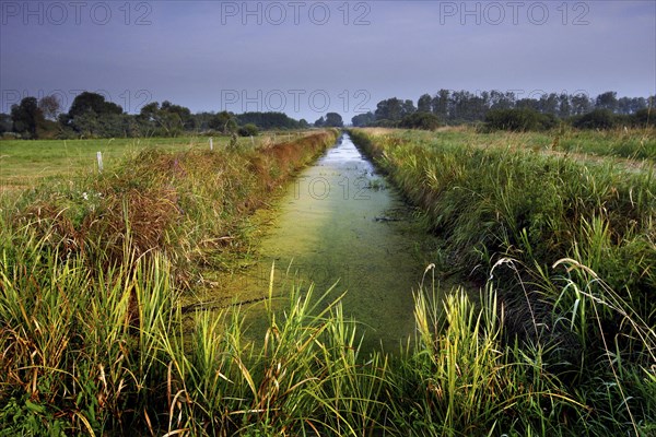 Grassland in the Droemling