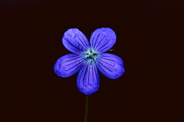 Wild geranium