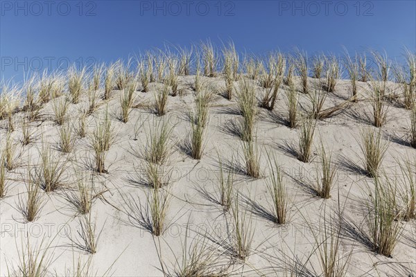 European Marram Grass