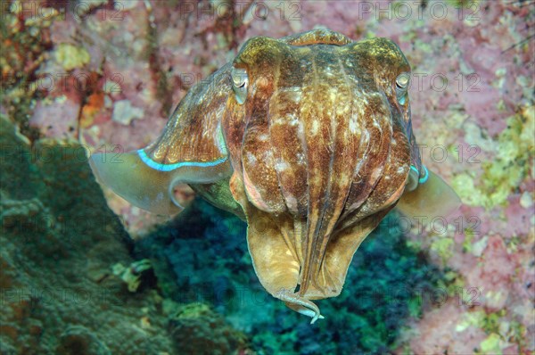 Broadclub Cuttlefish