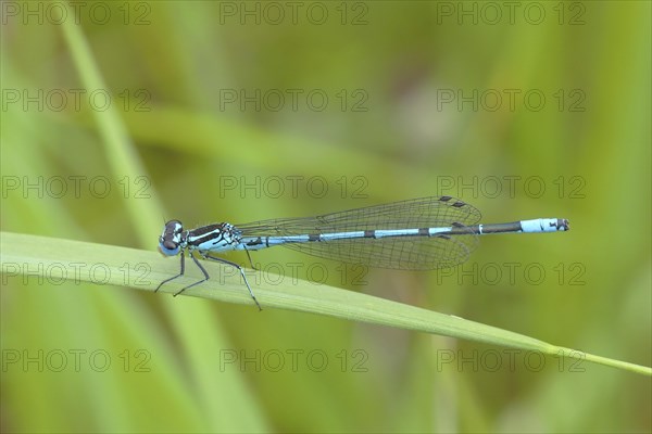 Azure damselfly