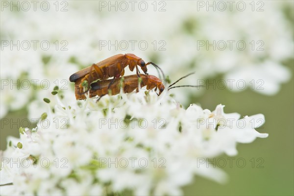 Common red soldier beetle