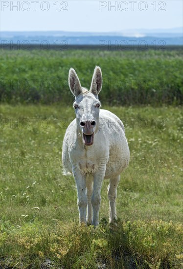 Austro-Hungarian white donkey