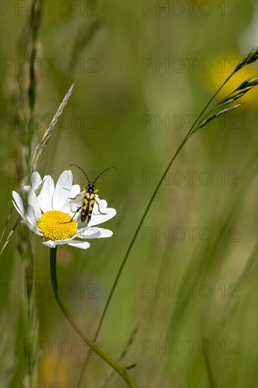 Flowering marguerite