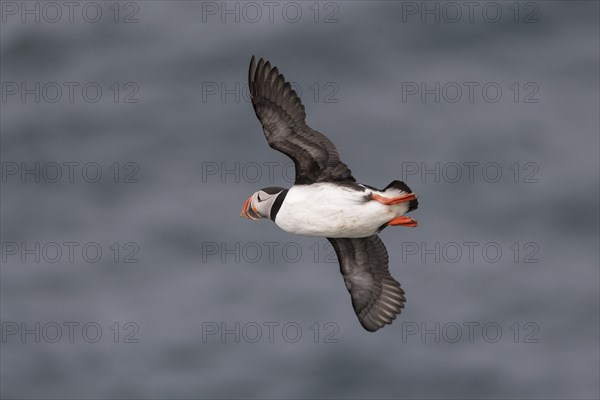 Flying Puffin