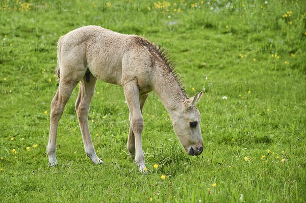 American Quarter Horse foal on a meadow