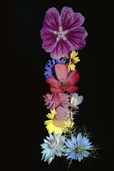 Various colourful flowers of meadow flowers lie on top of each other