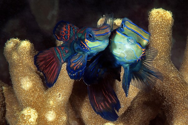 Mating Mandarinfishes