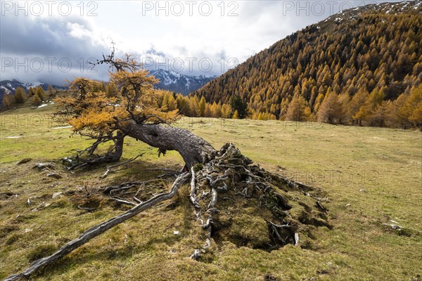 Fallen autumn-coloured larch