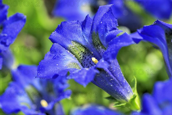 Flowering Stemless gentian