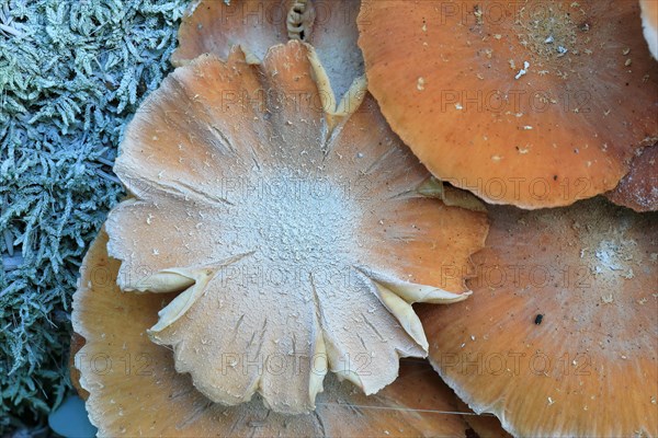 Honey fungus