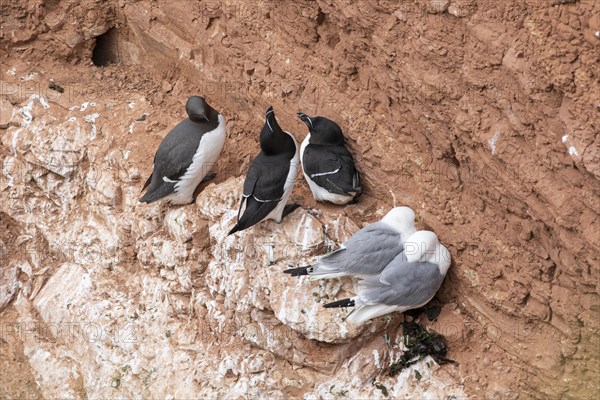 Razorbill