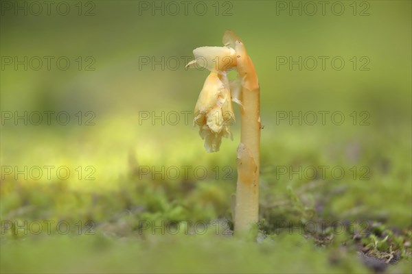 Common Dutchman's pipe