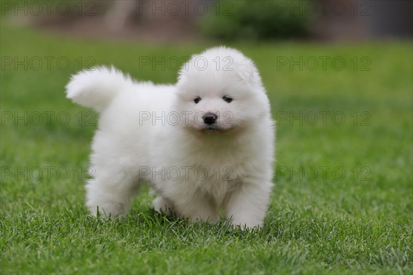 Samoyed Domestic dog