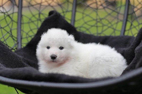 Samoyed Domestic dog