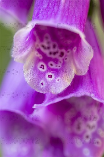 Red Common foxglove