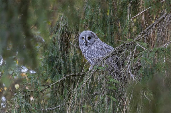 Great grey owl