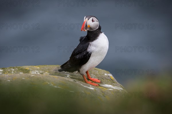 Puffin