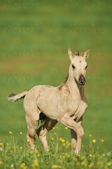 American Quarter Horse foal on a meadow