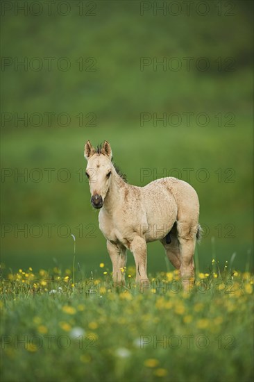 American Quarter Horse foal on a meadow