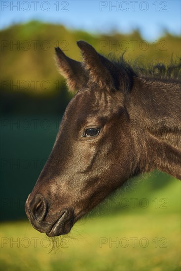 American Quarter Horse foal