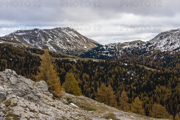 Autumn coloured larches