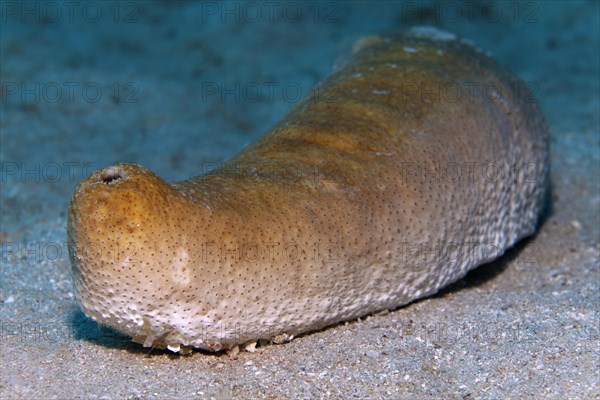 Sea cucumber or sea cucumber