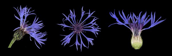 Perennial cornflower (Cyanus montanus)