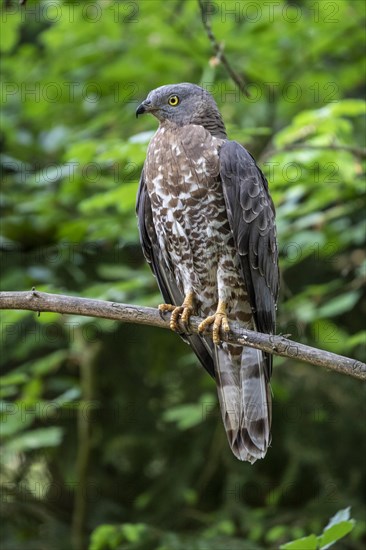 European honey buzzard (Pernis apivorus)