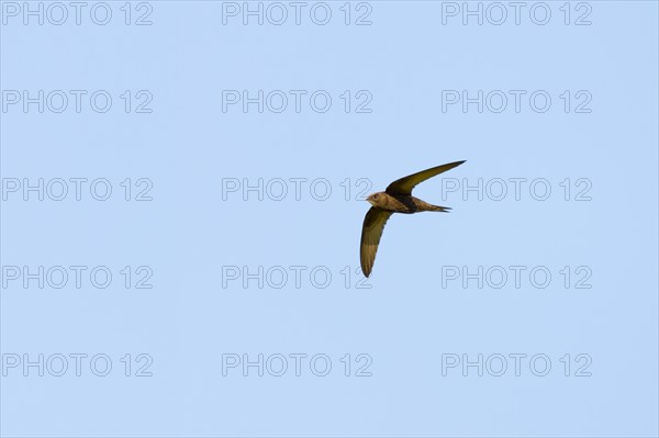 Common Swift (Apus apus)